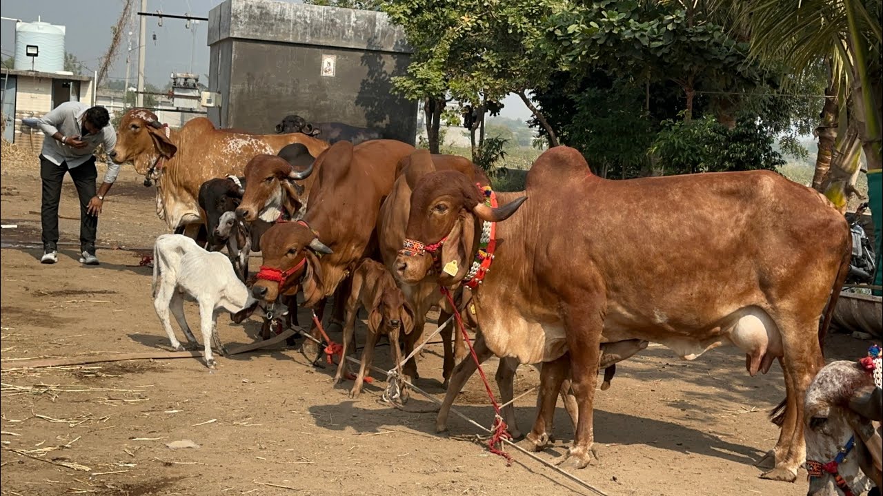 गुजरात की सबसे सस्ती और सुंदर गिर गाय यहां से खरीद 18 लीटर दूध देने वाली #gir #cow #forsale #gujarat