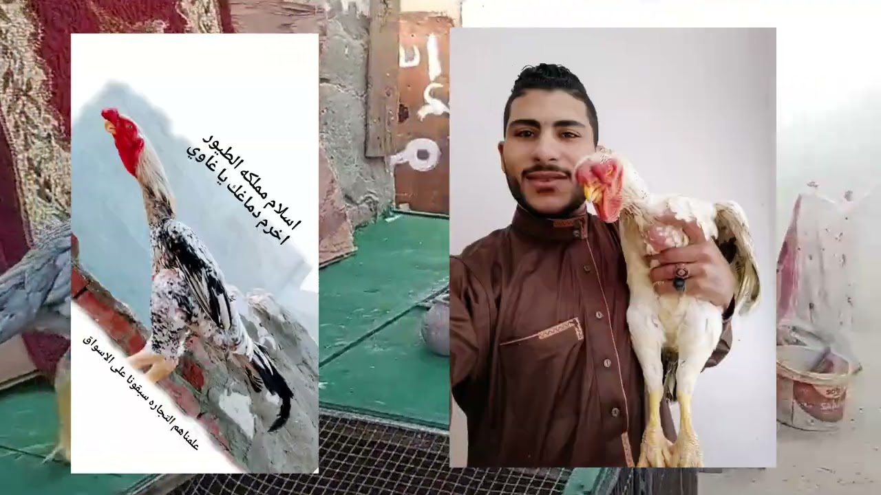 الفرق ما بين الفراخ الهندي والانصاص والحجازي/ ويعني ايه فراخ انصاص 🐓🦅