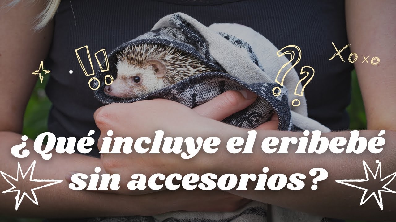 ¿Qué incluye mi eribebé sin accesorios?| Erizoo México | Venta de Erizos  en México