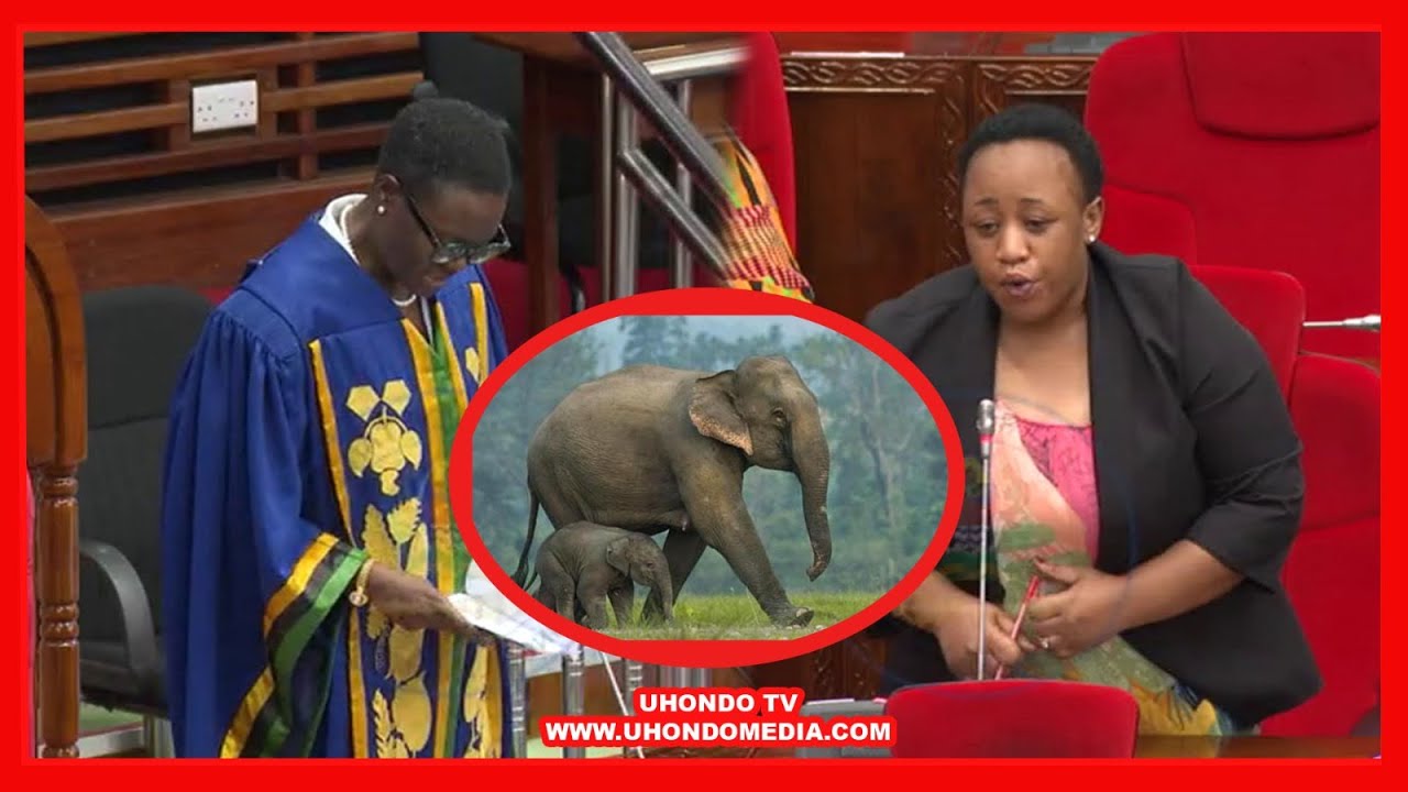 MBUNGE BAHATI NDINGO ASIMAMISHA SHUGHULI ZA BUNGE, AIBUA HOJA NZITO/ SPIKA ATOA MAAGIZO