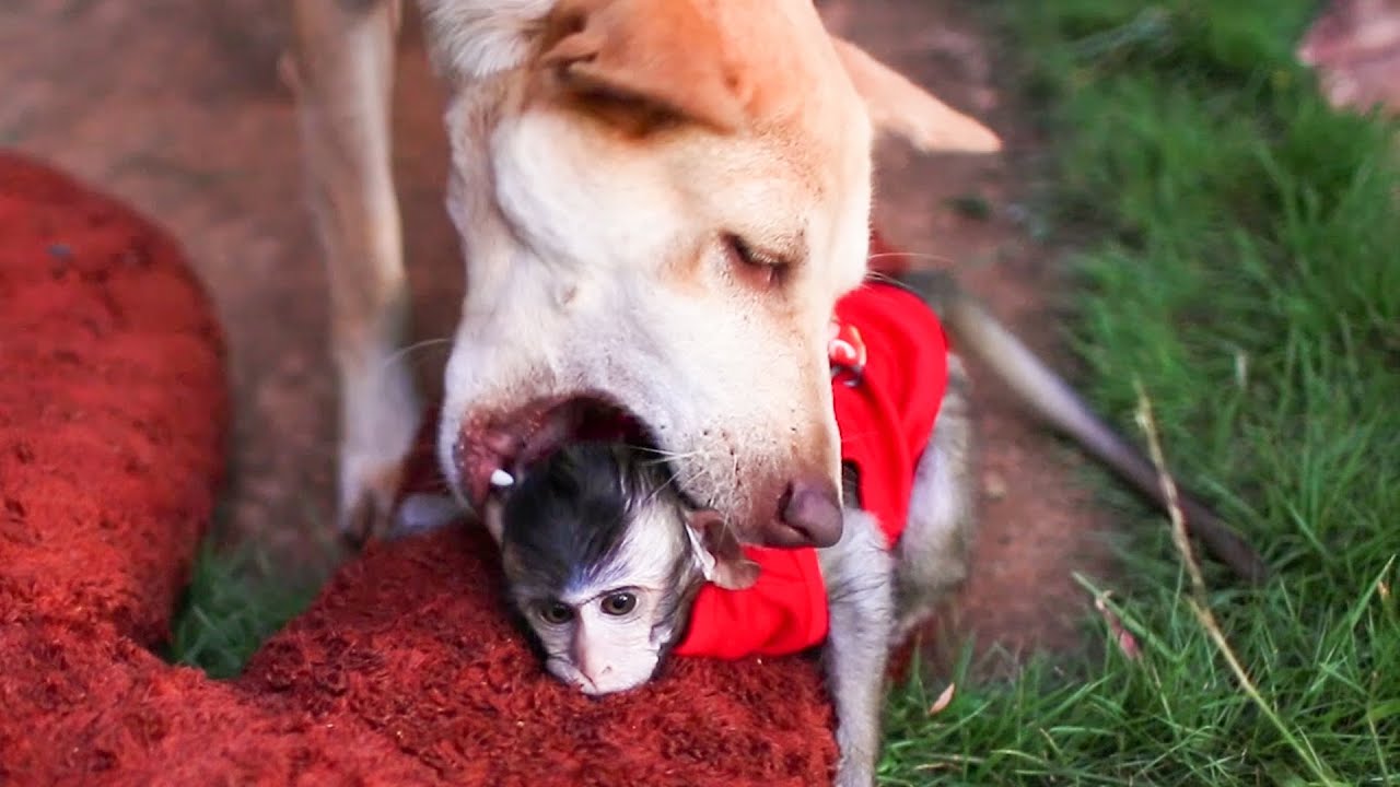 Very adorable Big Dog and Baby Monkey JoJo so lovely play || Baby Monkey JoJo and Big Dog are friend
