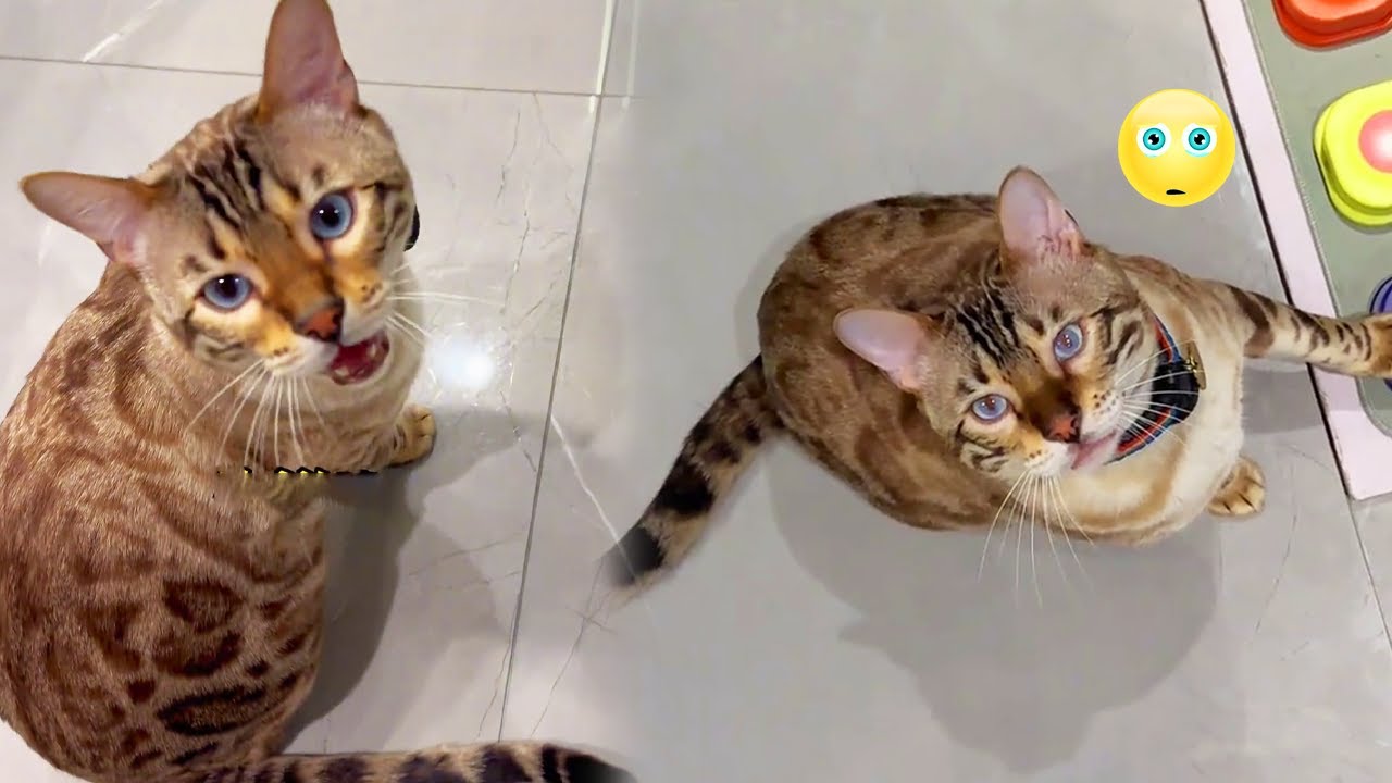 當我離開一週回家，八條張口就要出去玩，一點也不想念我，真的要變臭貓了【小鋒真喵啊】#貓小院 #貓咪小院