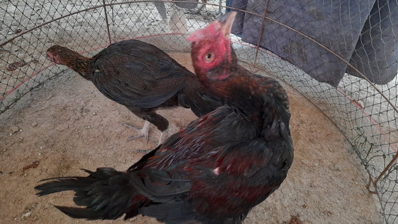 แบ่งไก่รุ่น จัดเป็นคู่ผสม 🤗#ayam #chicken #ไก่ชน #ไก่ชนพม่า #ปปทุมชัย