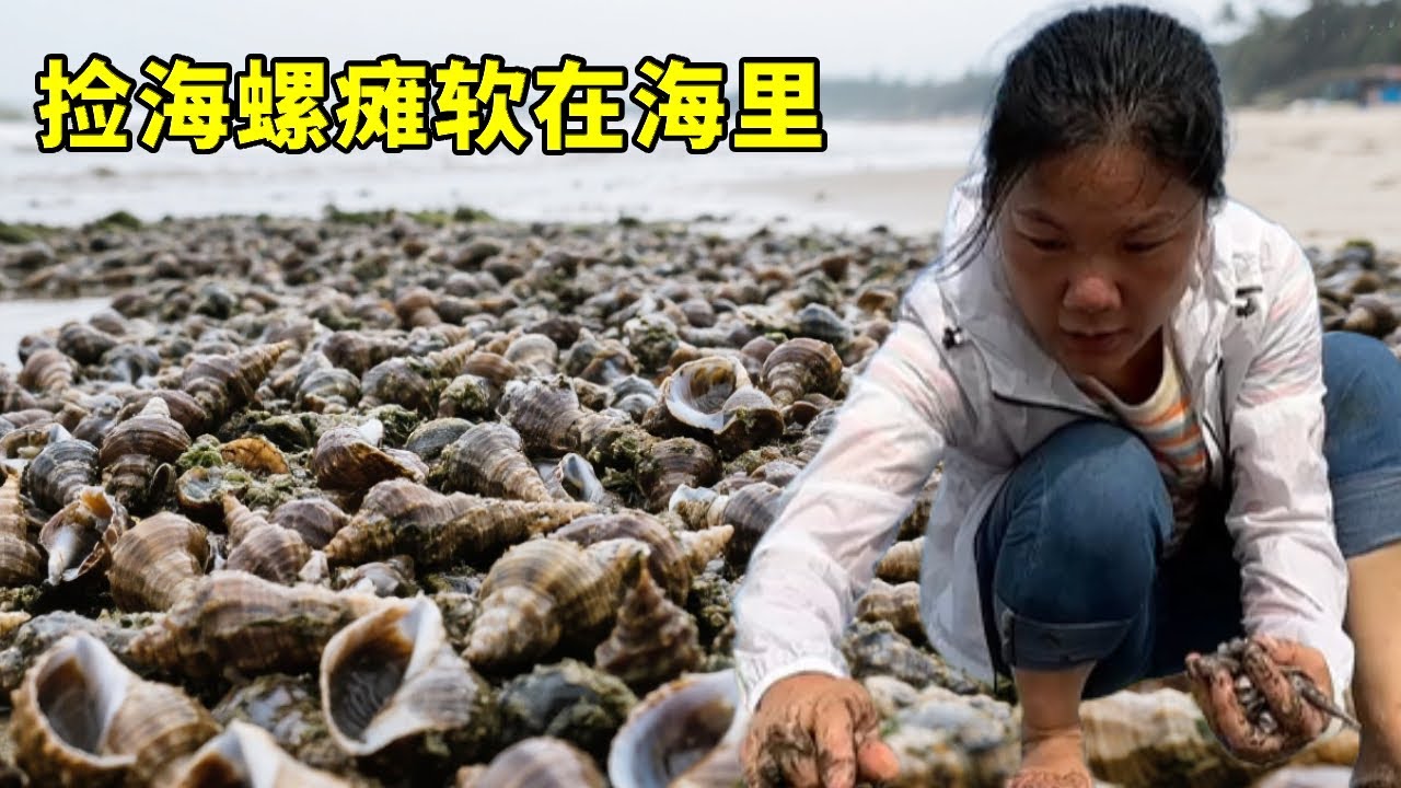 颱風過後海鮮氾濫，小漁海灘撿海螺癱軟在海裡，麻袋簩籃裝不完【漁小仙】