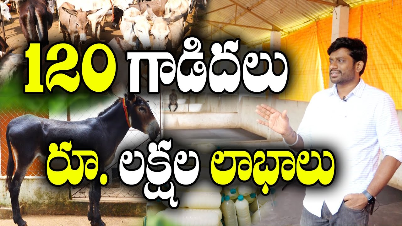 Software Engineer Donkeys Farm | లీటరు పాలు ఎన్ని వేలంటే... ??  | N Veera Venkat Kiran Kumar