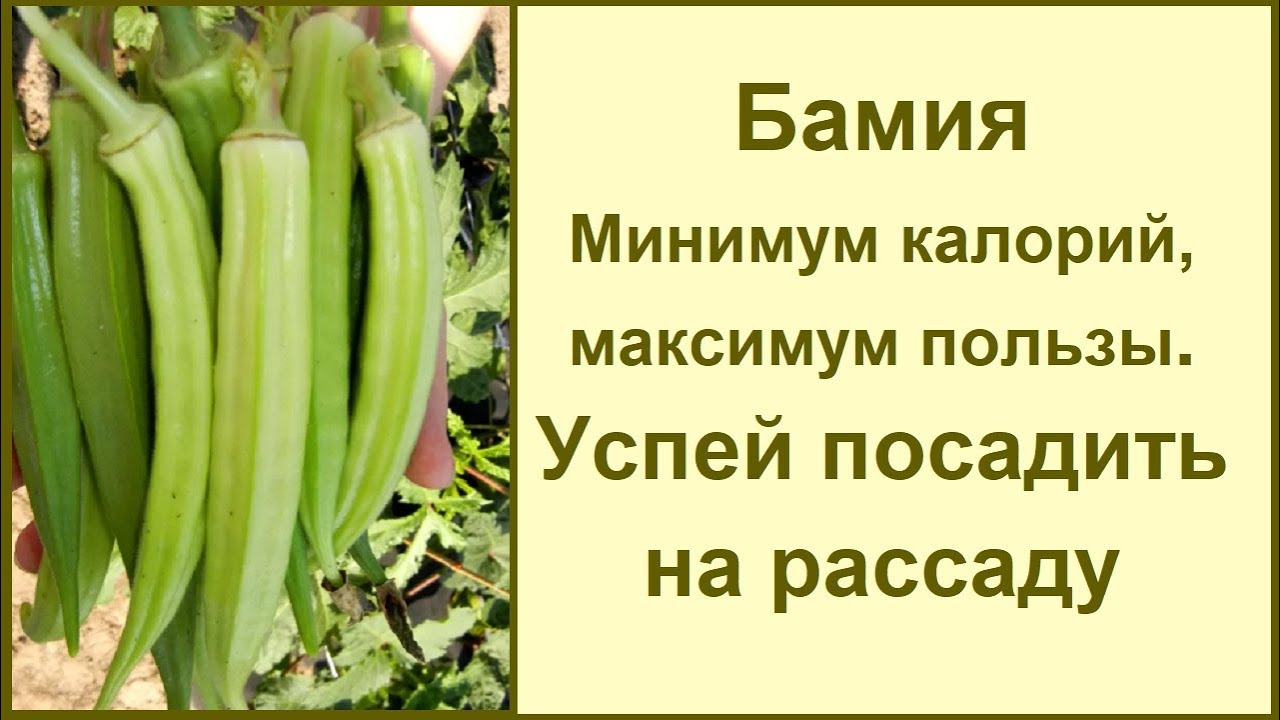 Бамия &ndash; &laquo;пылесос&raquo; для организма