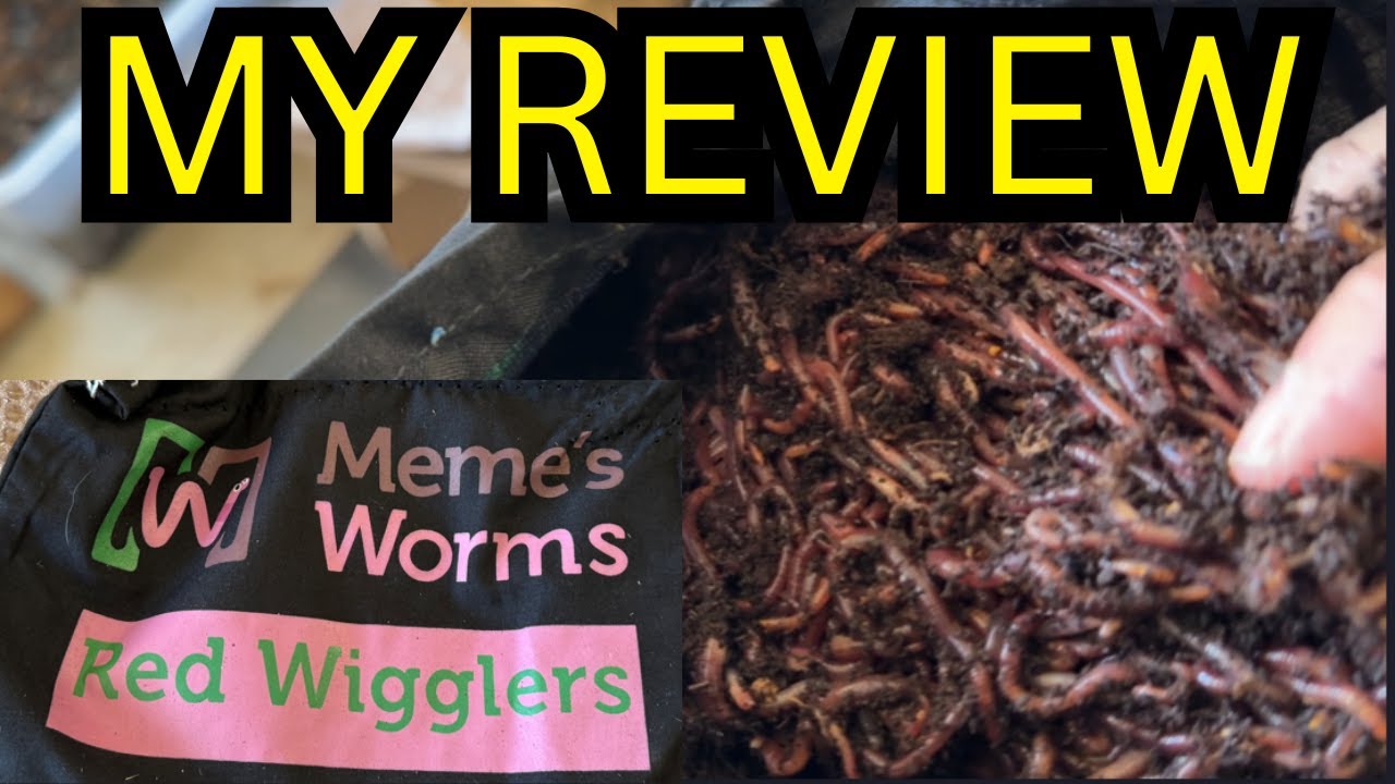 Meme's Worms (Red Wiggler) Review