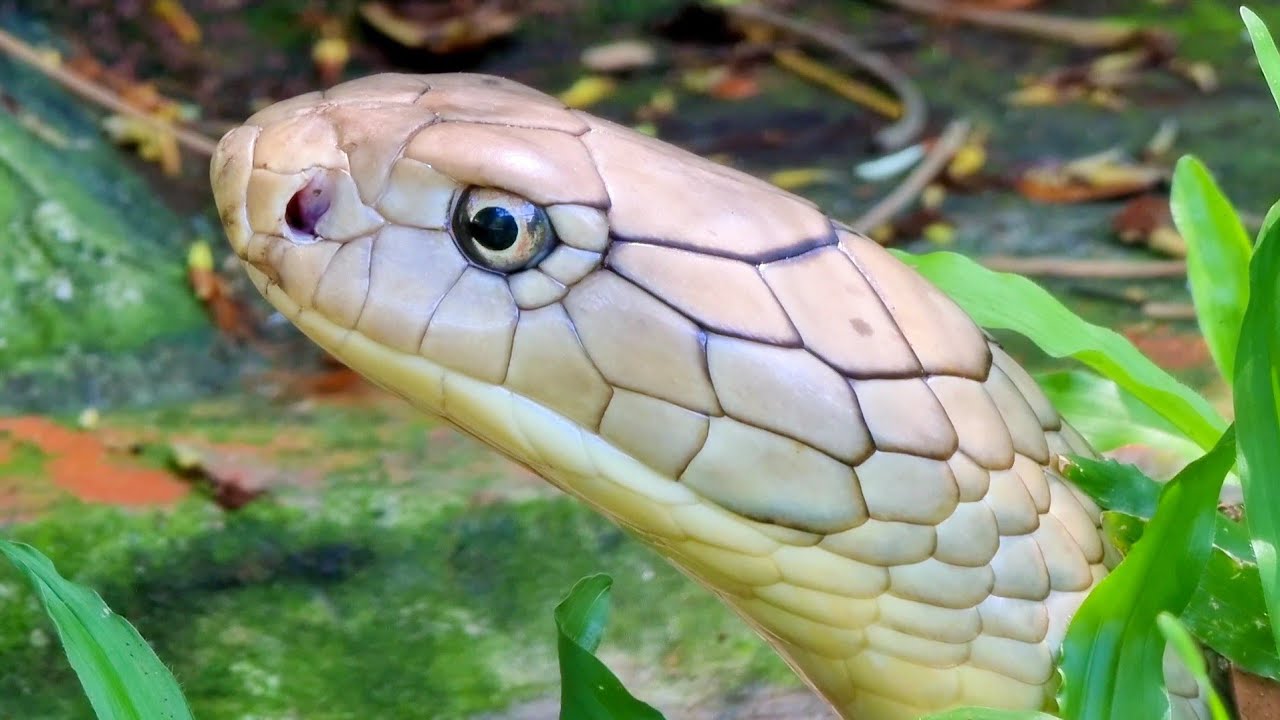 Tham quan trại rắn Đồng Tâm, không chỉ có rắn mà còn rất nhiều loài động vật (Dong Tam Snake Farm)