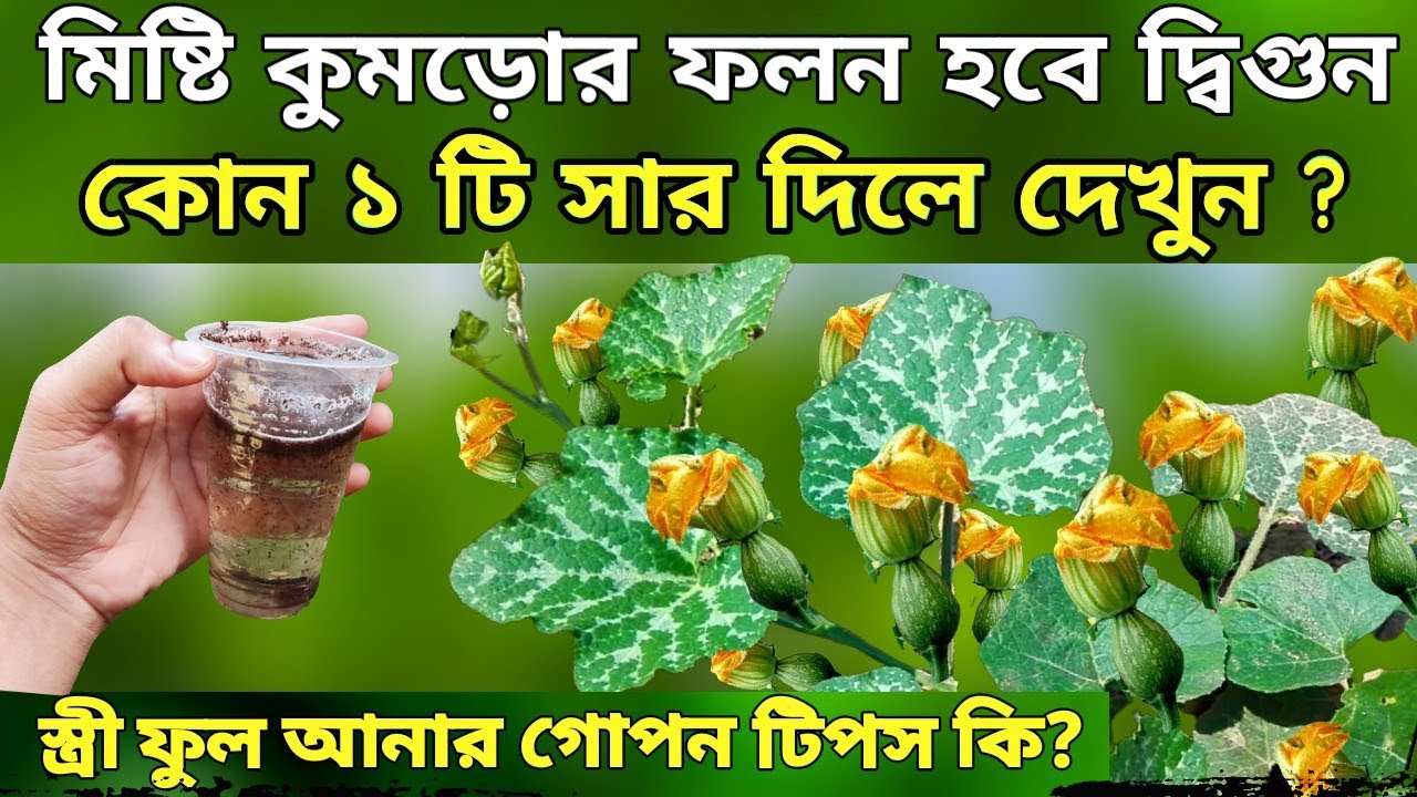 কোন ১ টি সার দিলে - মিষ্টি কুমড়োর ফলন হবে দ্বিগুন দেখুন - স্ত্রী ফুল আনার গোপন টিপস জানুন