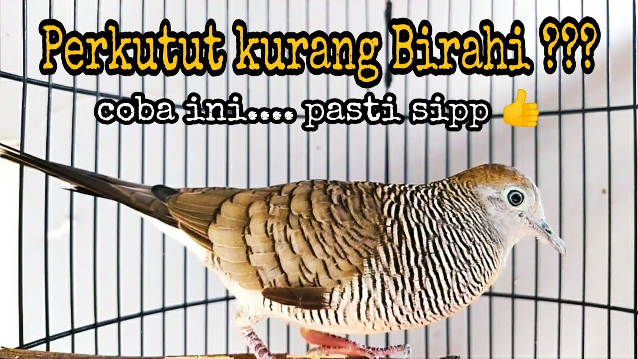 Suara untuk memancing perkutut agar cepat gacor - Suara perkutut kerot dan nguwor