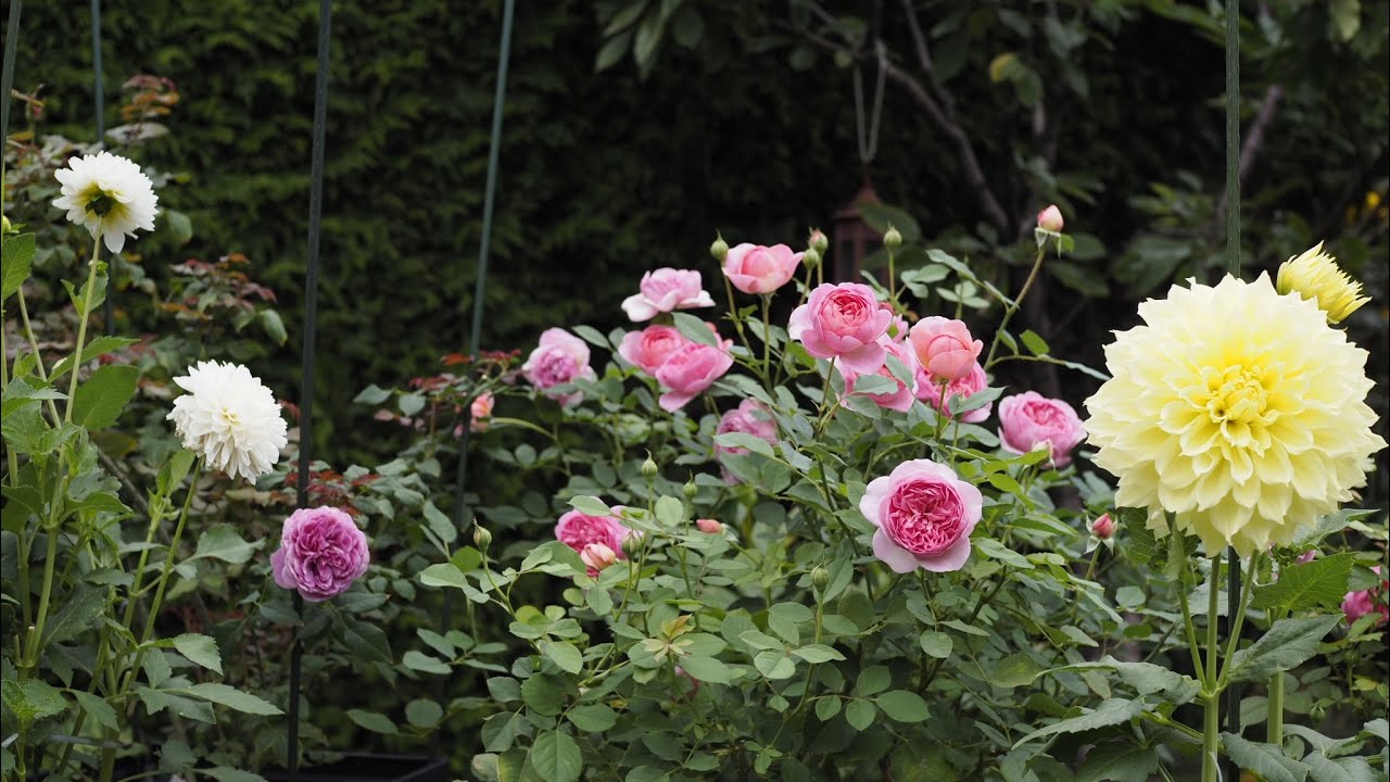 Jubilee Celebration-Gabriel Oak-Boscobel DA roses and Dahlias in early September 2022