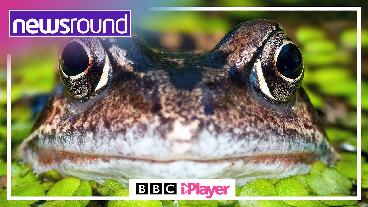 How to attract WILDLIFE to your GARDEN this summer | Newsround