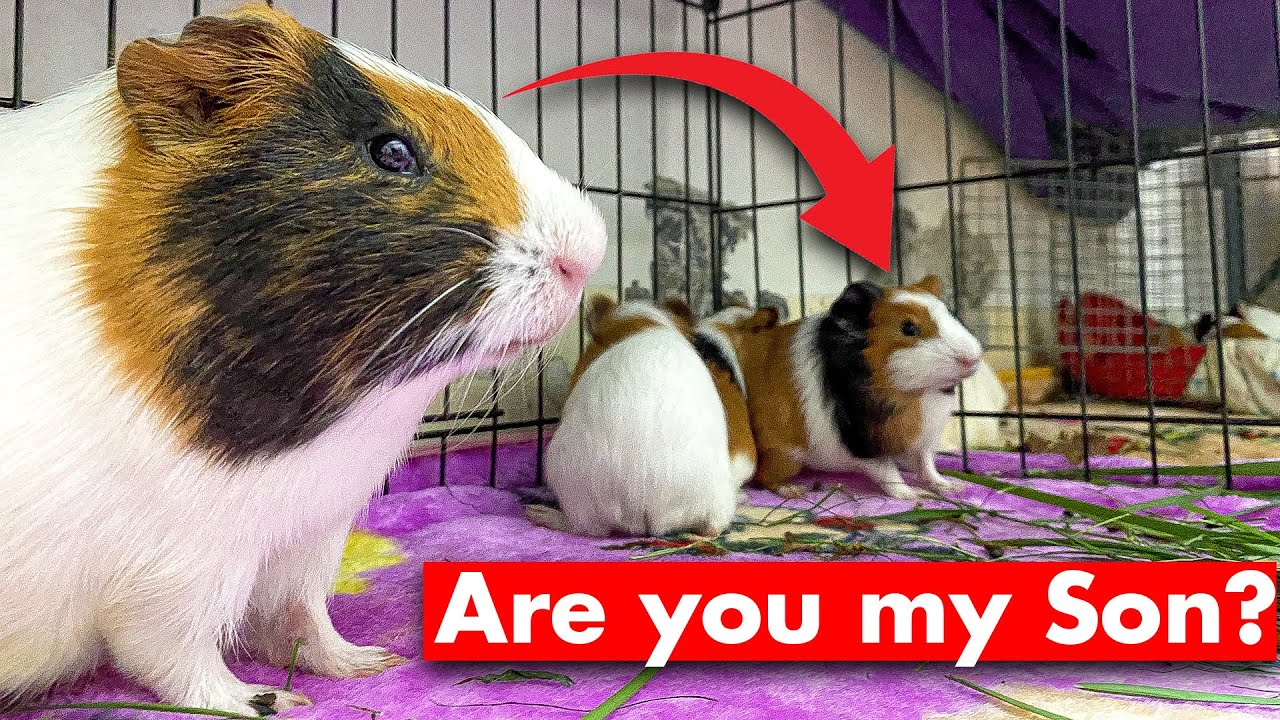 Guinea Pig DAD meets His BABIES For the First Time! (Loud Squeaks)