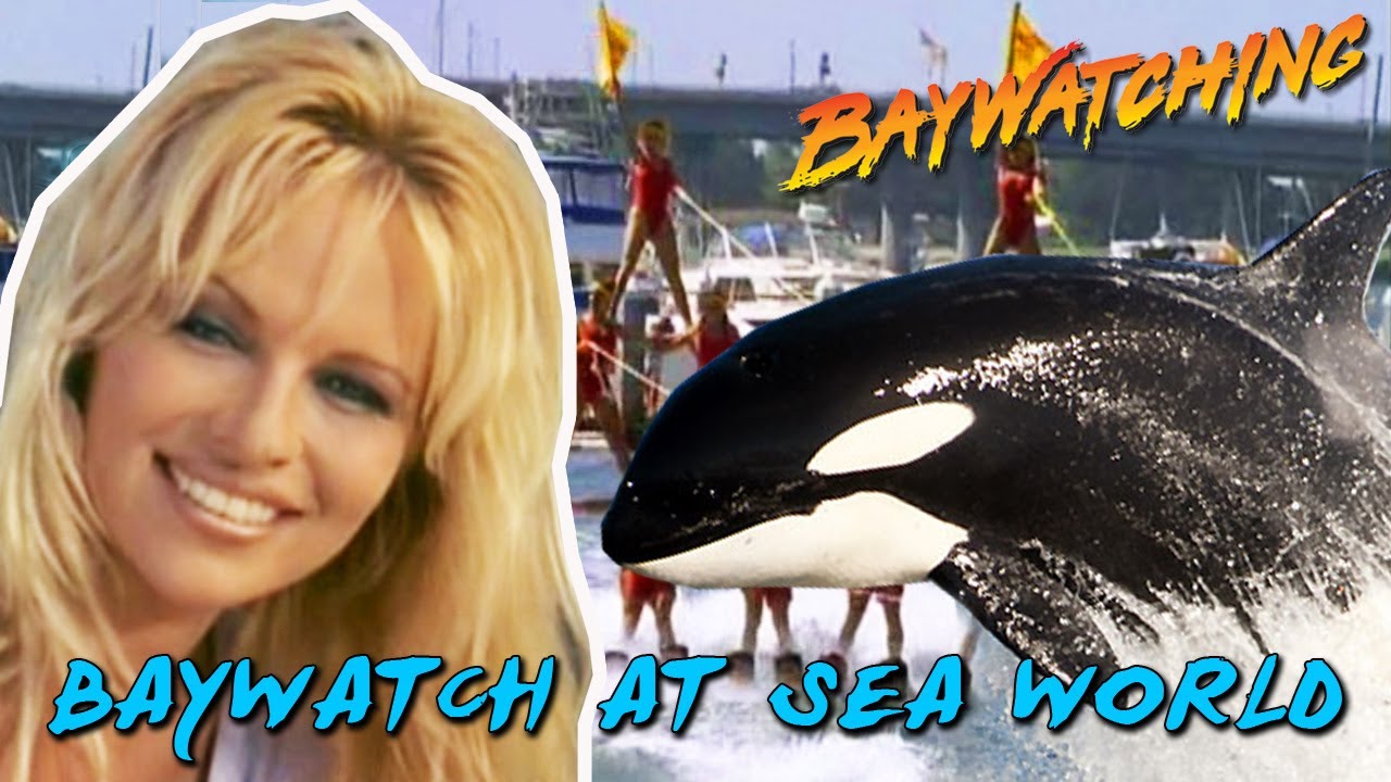 Наблюдение за Малибу: Спасатели Малибу в SeaWorld