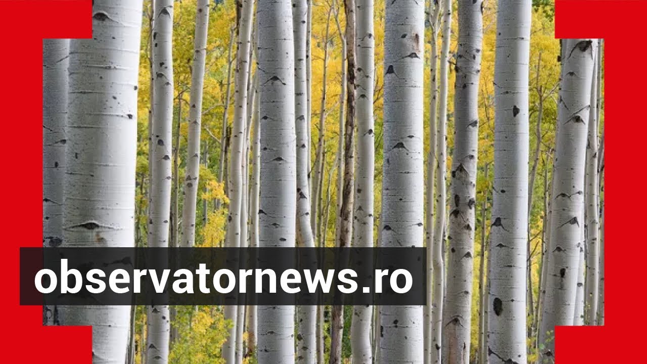 Seva de mesteacăn, un remediu miraculos