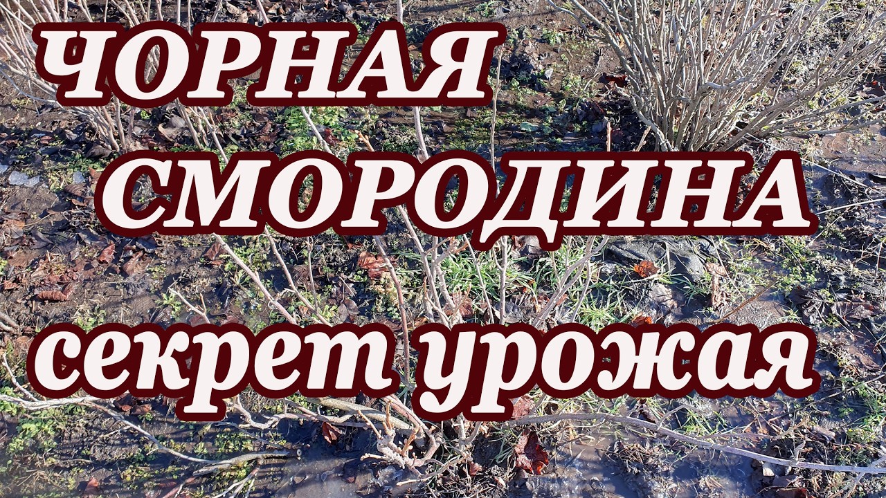 Формирование продуктивного куста черной смородины. Правильная обрезка для высокого урожая.