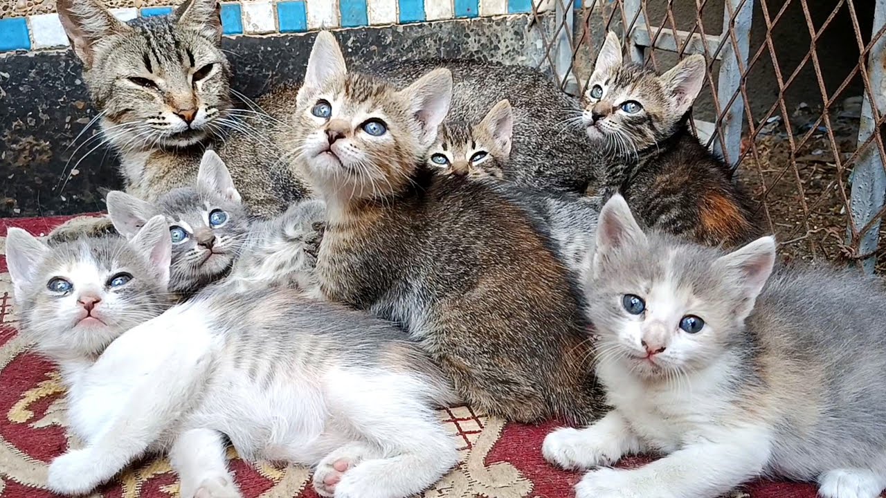 Six kittens playing while their mother cat is tired of taking care of them