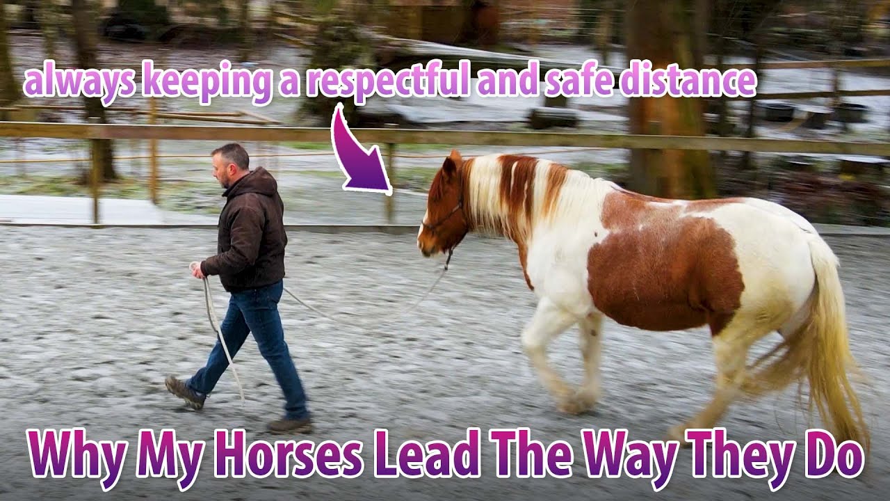 How To Lead A Horse The Safest Way Possible