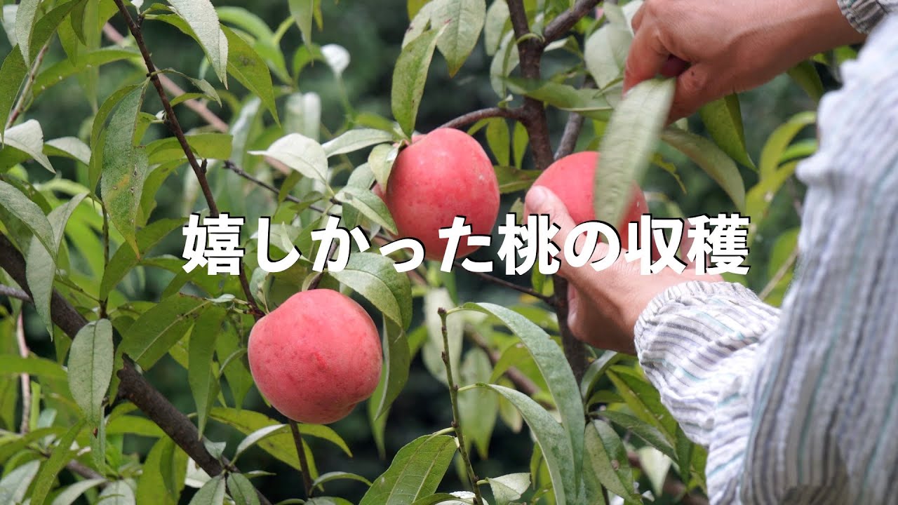 自給暮らしvlog｜楽しい台所仕事｜庭で採れた果物で作るおやつ３品｜#76
