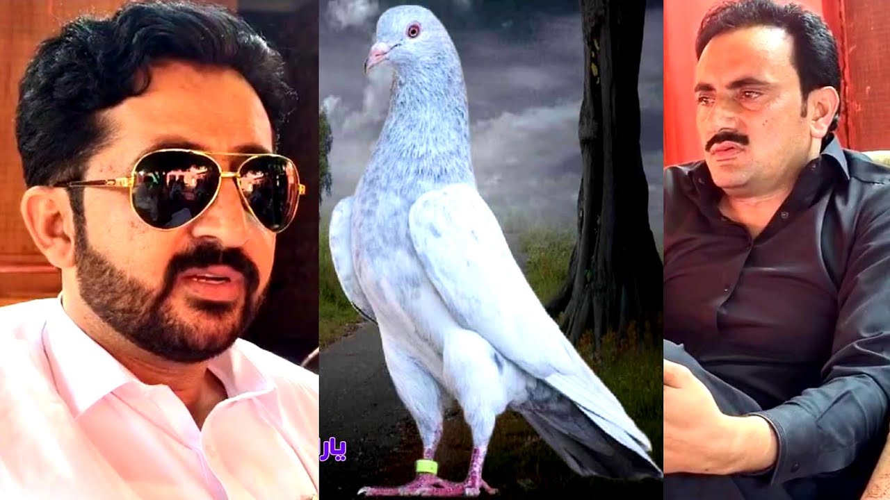 Ustad Mubashar Khokhar Lahore Ustad Mithu Lali Pigeon