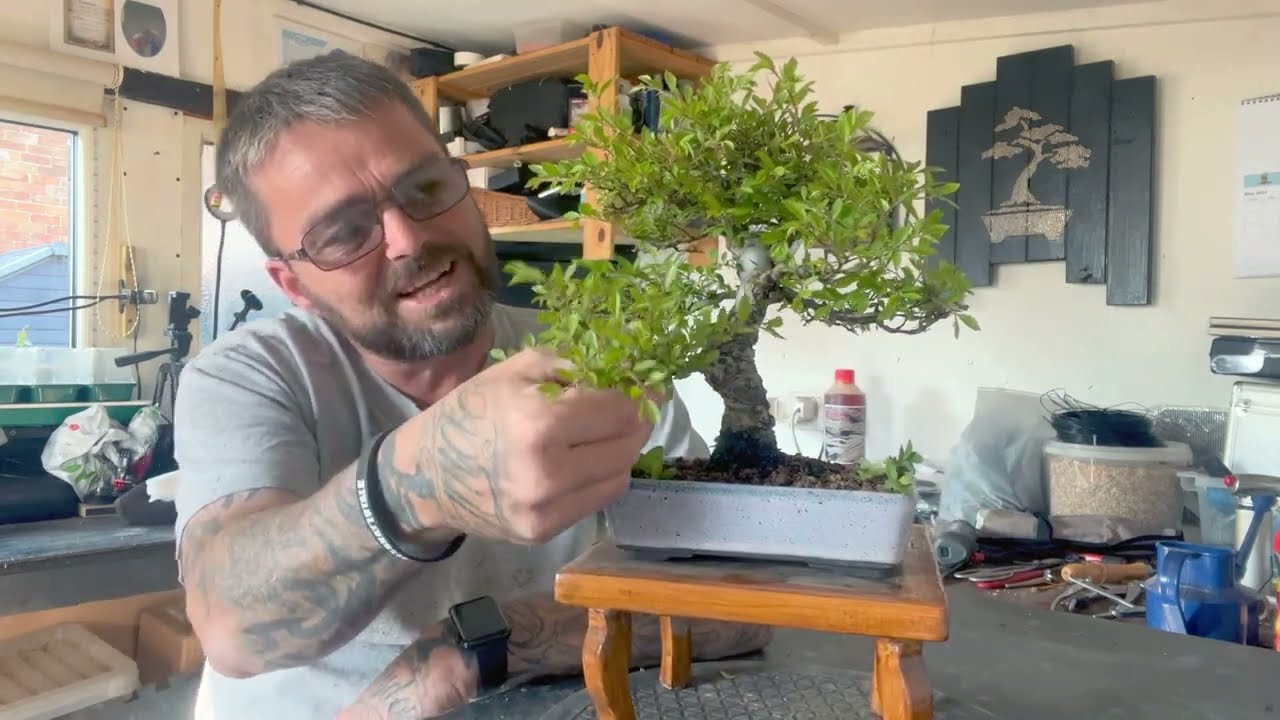 How Pruning Can Transform Your Cork Bark Elm Bonsai