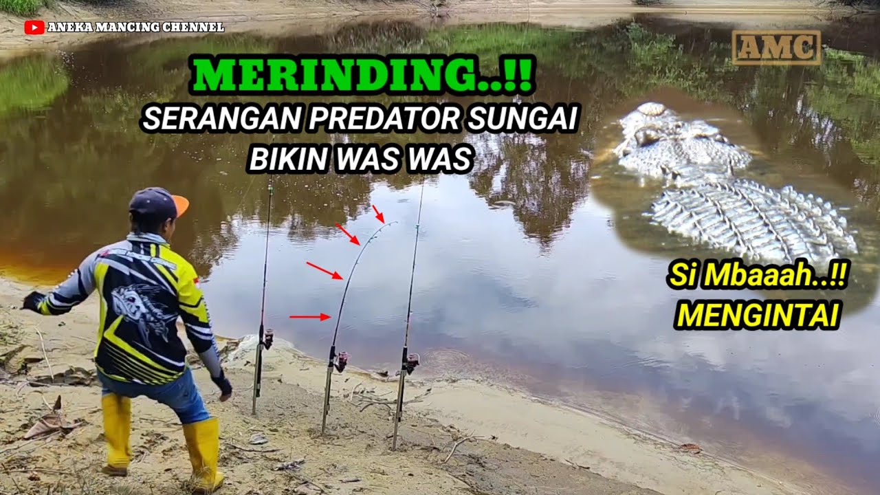 GARANG..!!Joran Melengkung Digilir Ikan Baung Babon Dan Predator Sungai