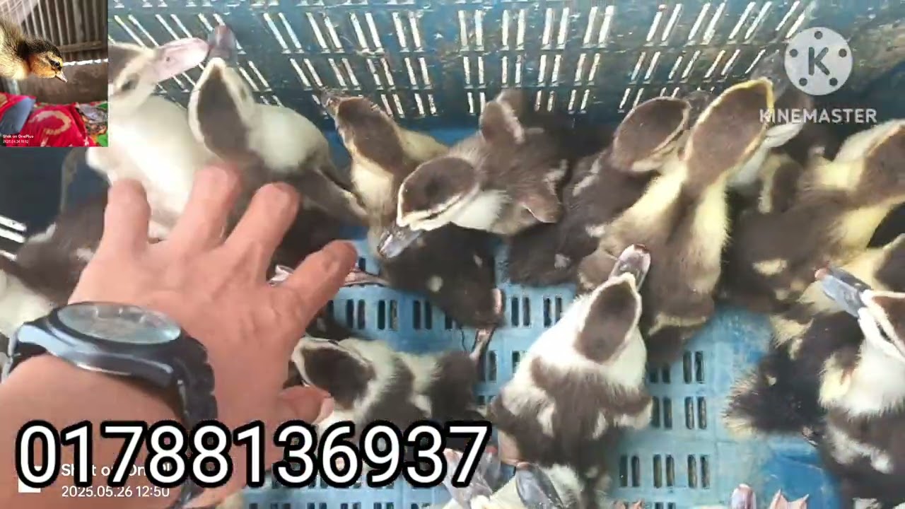 ১০ দিনের অথবা ১৫ দিনের চিনা আশীর বাচ্চা পেয়ে থাকবেন মায়ের দোয়া হ্যাচার