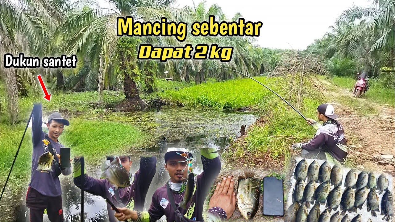 TUTORIAL / ATAU CARA MANCING IKAN BULAN BULAN / TEMBAKANG !! DI JAMIN PANEN STREAK.