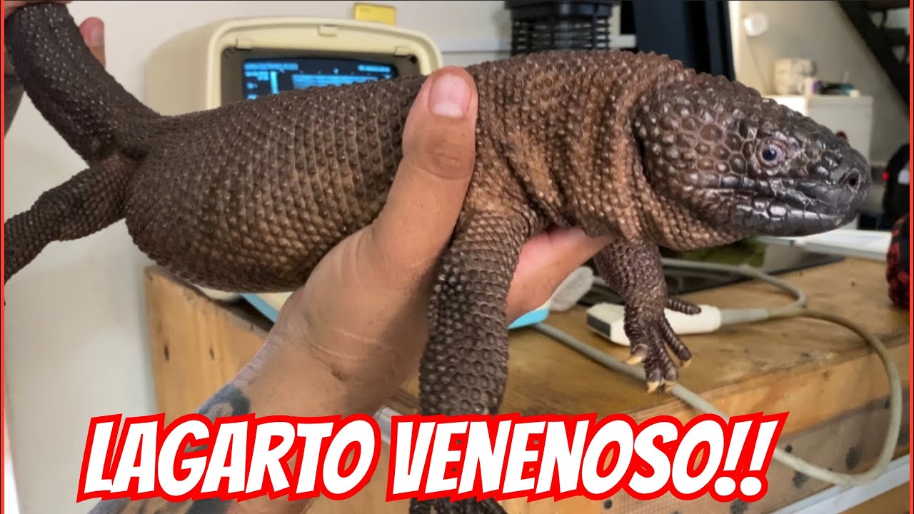 ULTRASONIDOS A LAGARTOS VENENOSOS (HELODERMA ALVAREZI) 🐍🐲