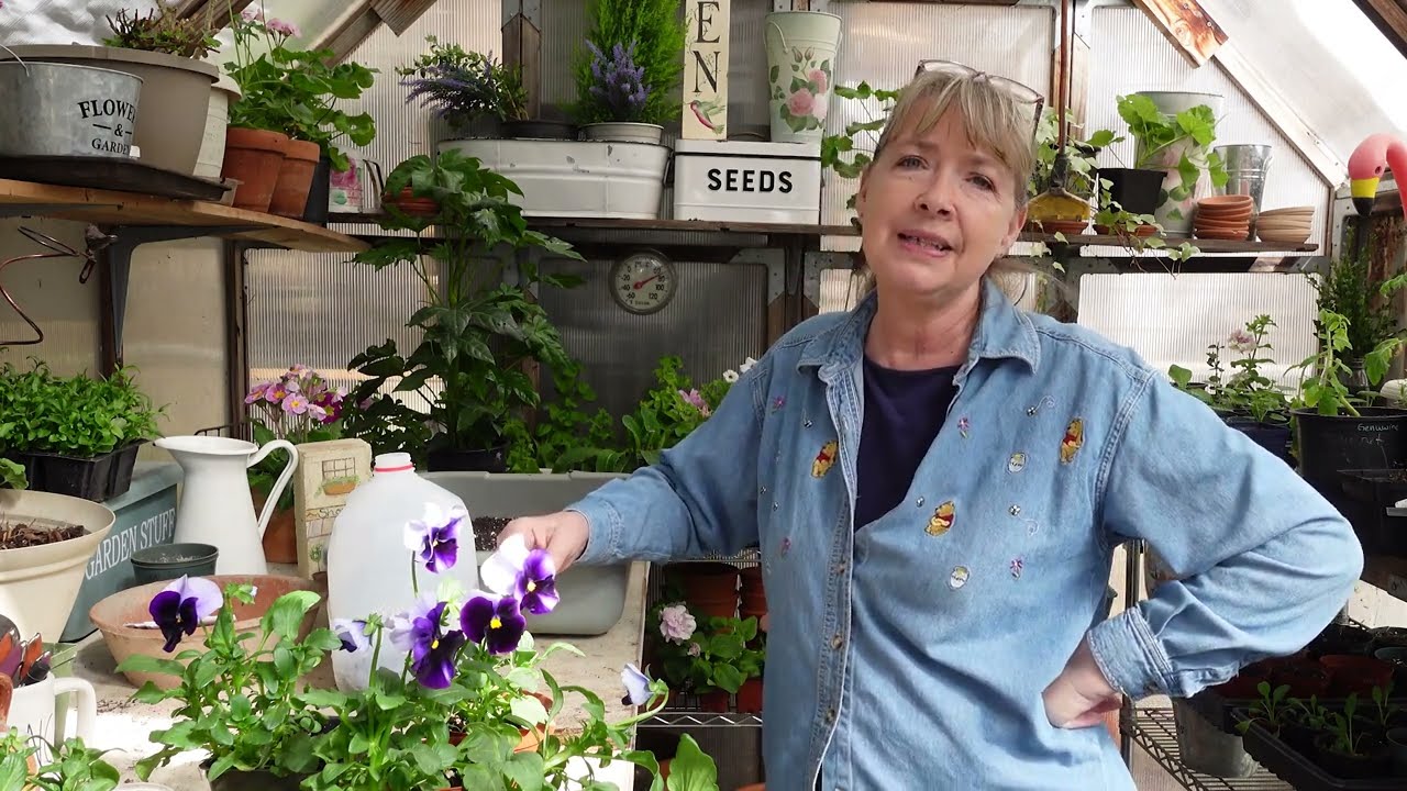 Winter sowing  method - Tomatoes, Petunias, Zinnias