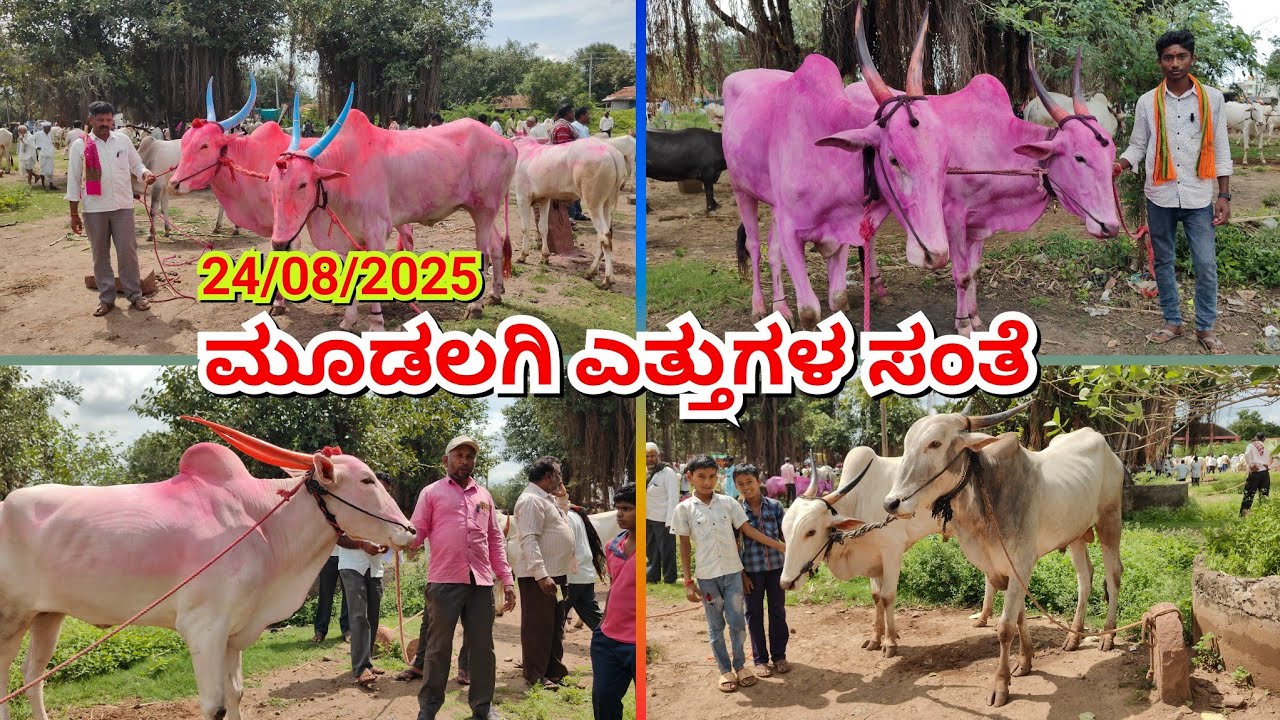 ಮೂಡಲಗಿ ಎತ್ತುಗಳ ಸಂತೆ 🔴24/08/2025||Mudalagi oxenmarket #khilaribailjodi #cattlesmarket #bullsmarket 