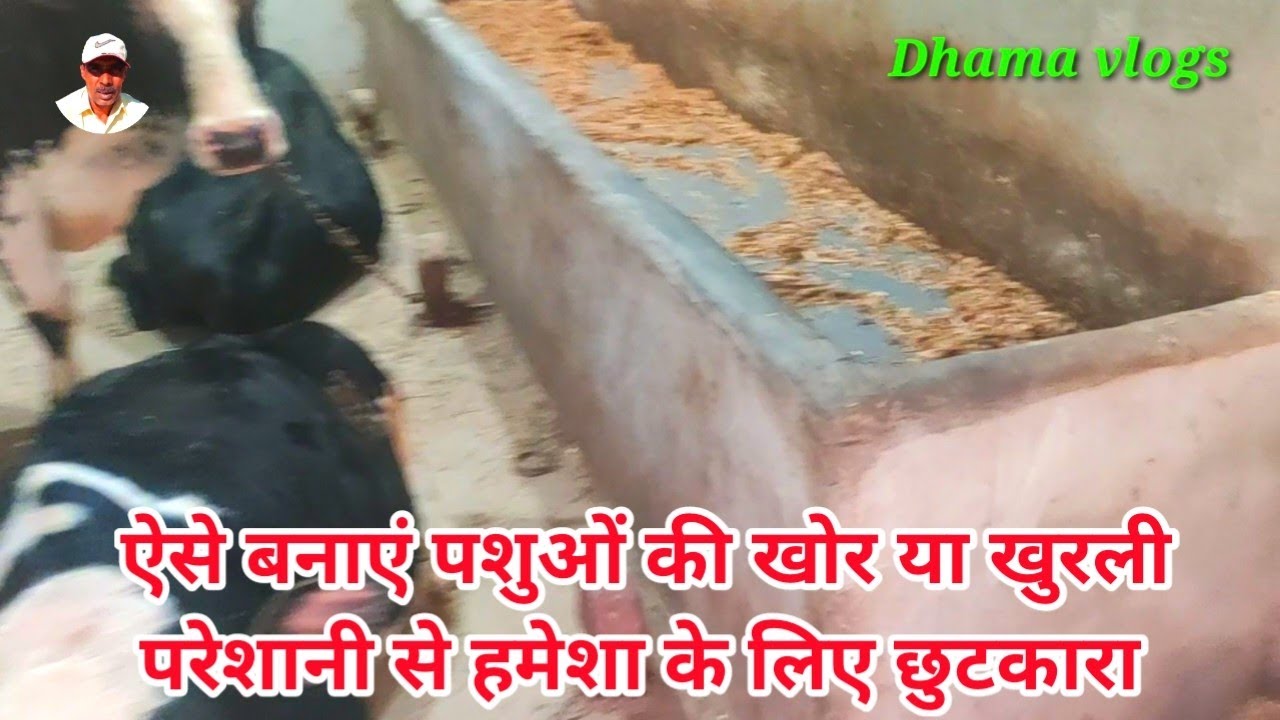 पशुओं के लिए नाद या खुरली में डबल चार्ज टाइल्स लगाकर बनाए, पशुओं के लिए खोर कैसे बनाएं