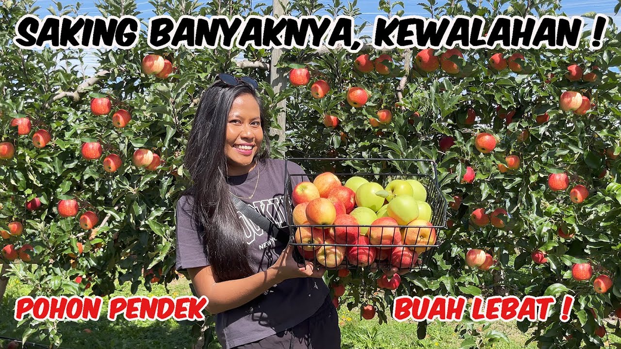 PULANG LIBURAN LANGSUNG PANEN APEL MANIS SEGAR DI SWISS. Pohon Pendek Buah Lebat #subscribe