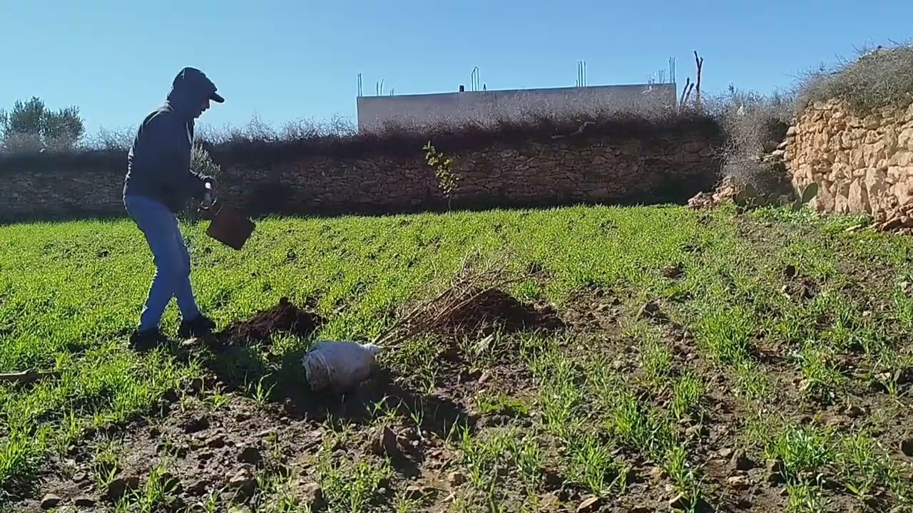 نزرعو اليوم شجرة وغدا انشاءالله ناكل مما زرعنا ونوكلو لحباب و الاصحاب 🌳🌳🌳🤲🏻🤲🏻🤲🏻