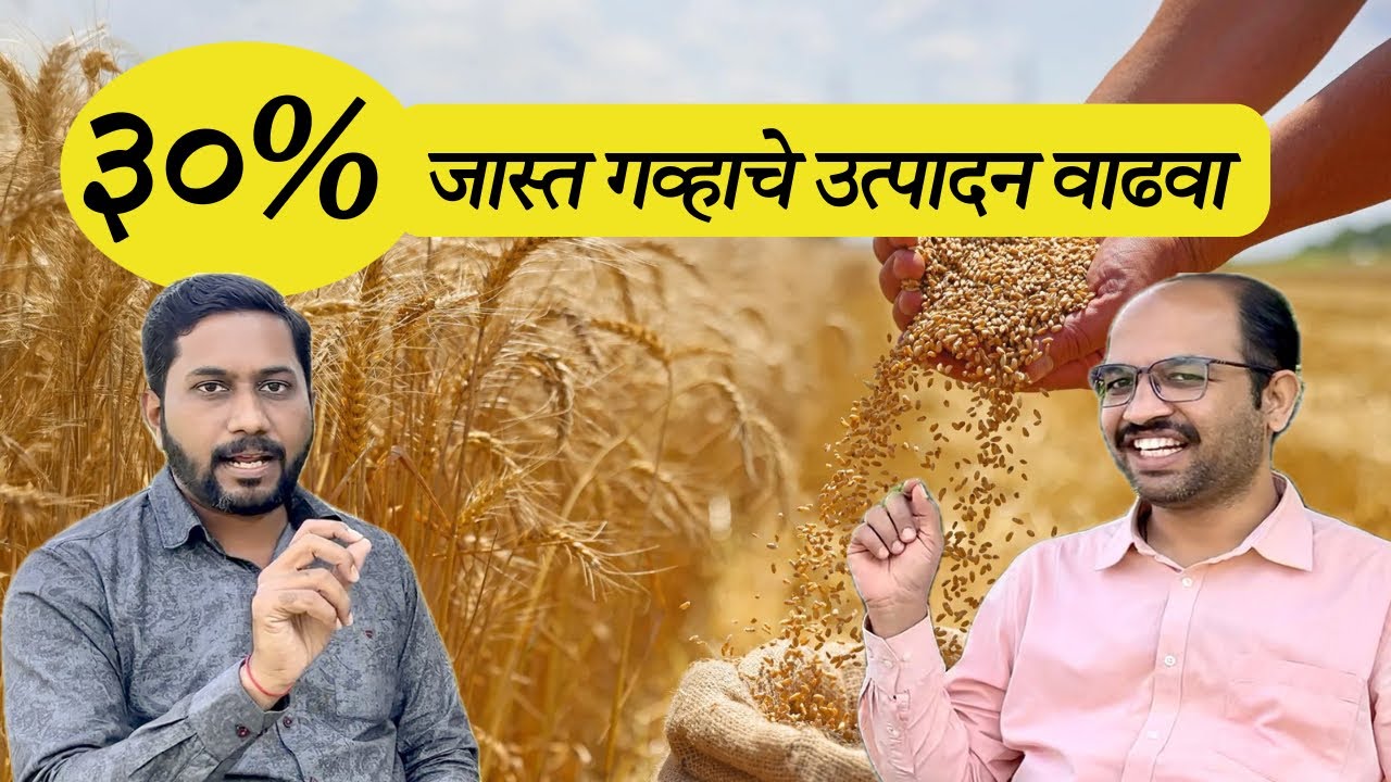 ३०% जास्त गव्हाचे उत्पादन वाढवा | संतुलित पोषण व्यवस्थापन + एकात्मिक कीड व रोग नियंत्रण