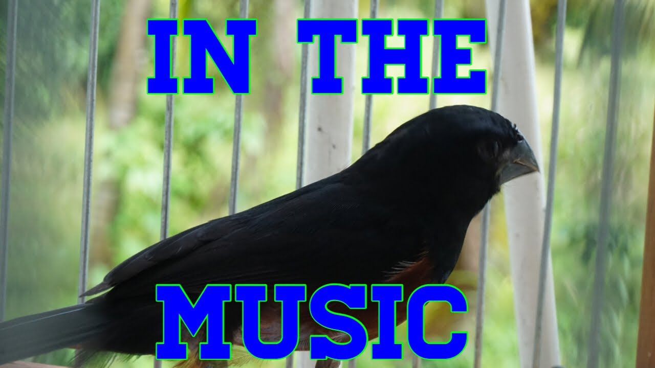 Trinidad bullfinch MUSIC