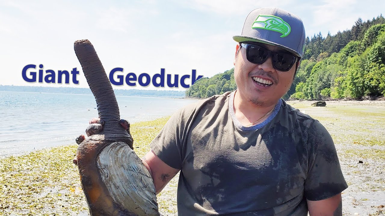 Digging Giant Geoduck 2023 | Recreation Shellfish Harvesting in Puget Sound