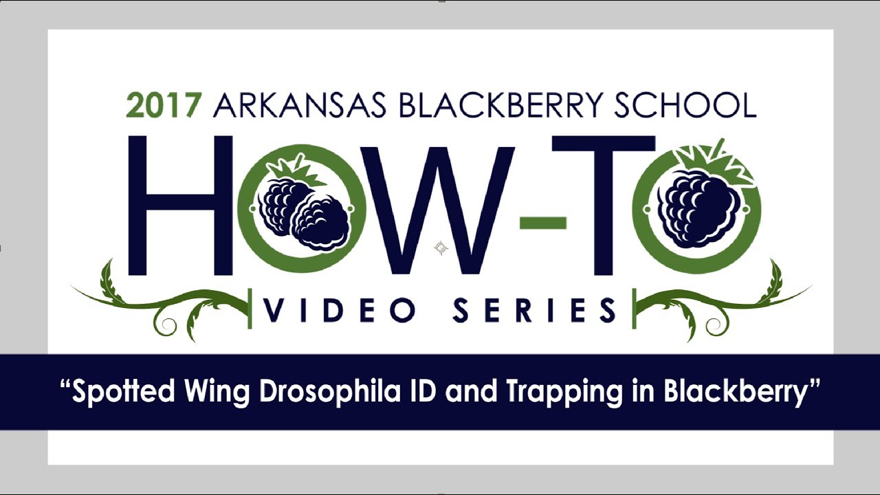 Spotted Wing Drosophila ID and Trapping in Blackberry (4 of 4)