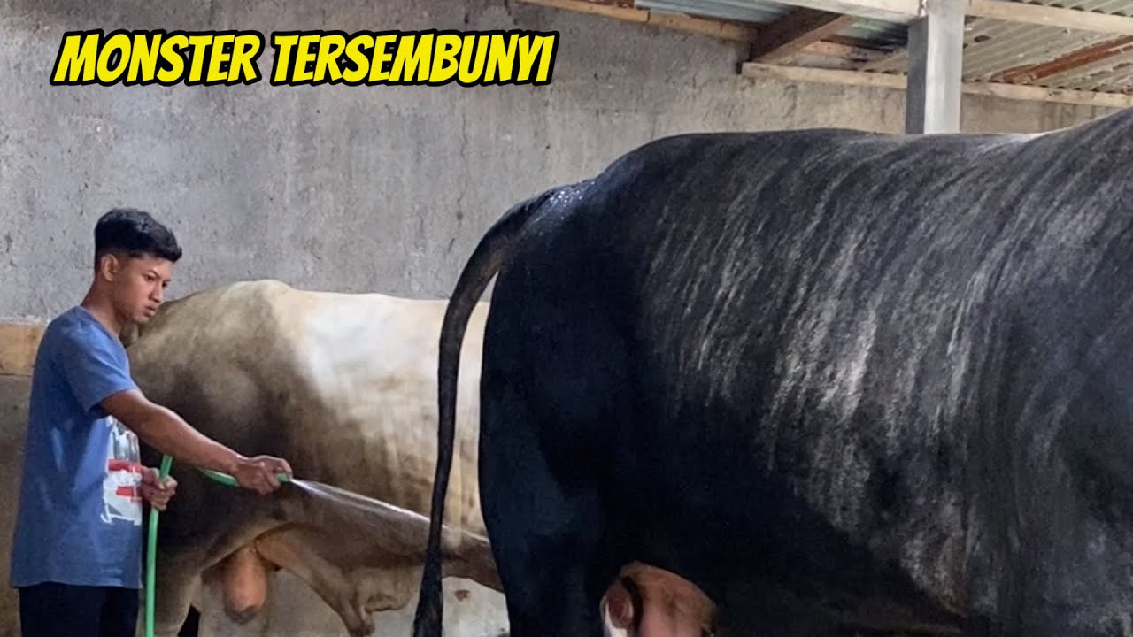 SAPI CROSS AMUNISI KONTES WONOSOBO Lembu Aji‼️🔥