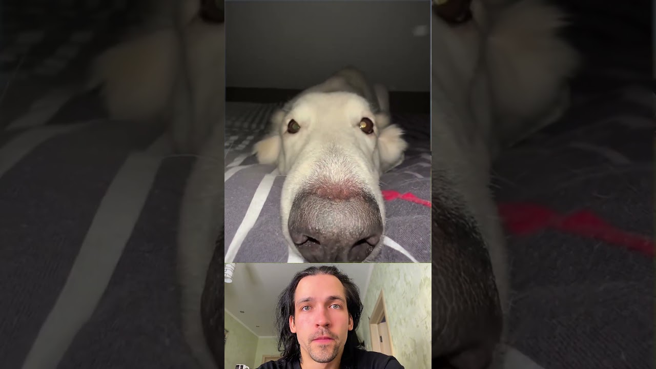 🐕 Собака удивила ВСЕХ 🐶
