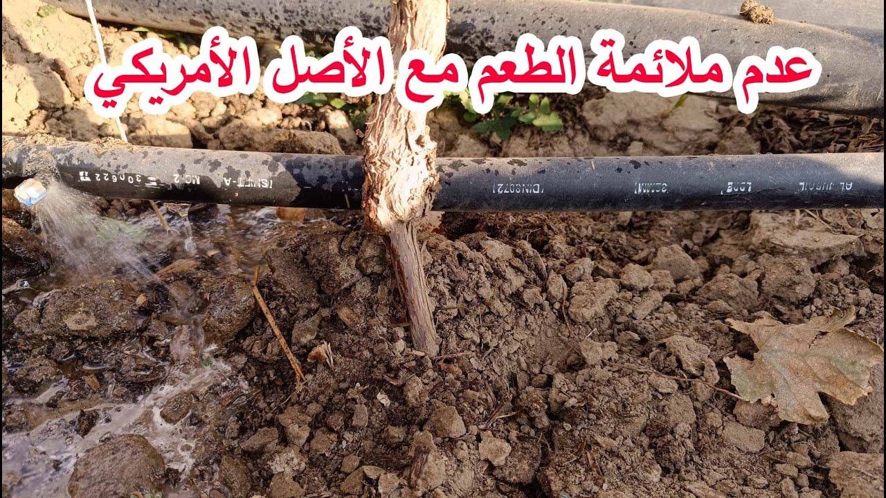 طريقة حل عدم ملائمة طعم قلم العنب مع الاصل الامريكي