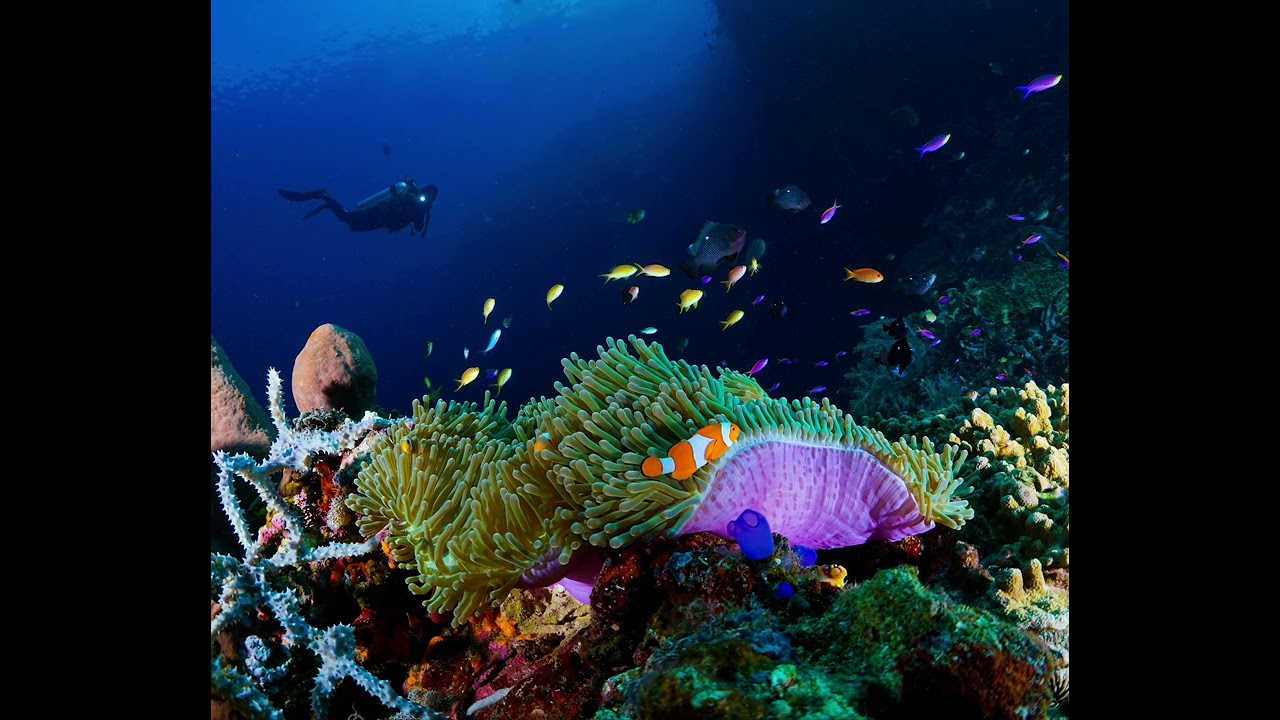 🐠 15 Minute Calm Aquarium Ambience | Underwater Meditation & Deep Sleep Sounds
