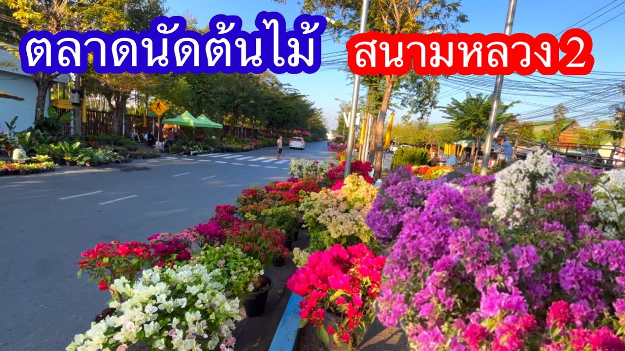 ตลาดนัดต้นไม้สนามหลวง 2 มีไม้จำหน่ายเยอะมาด