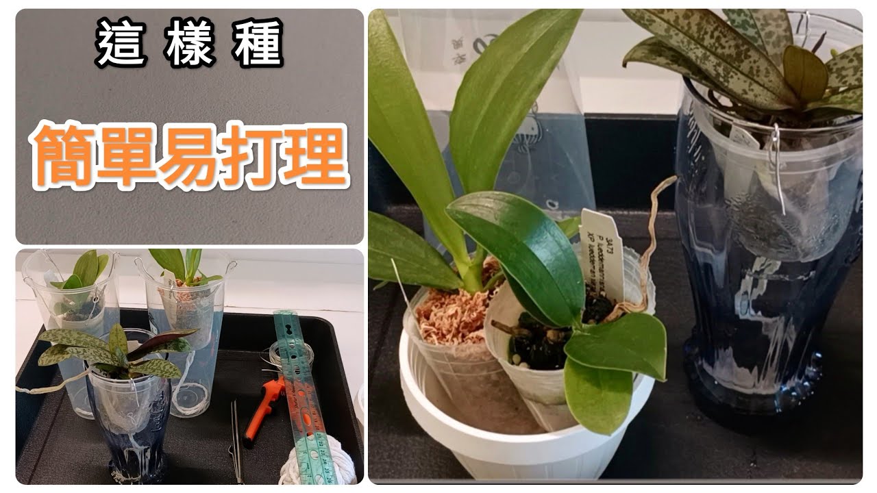 蘭花苗這樣種，長勢好，易管理，可以放心出游，蝴蝶蘭懶人懸空種植法14/11/2024