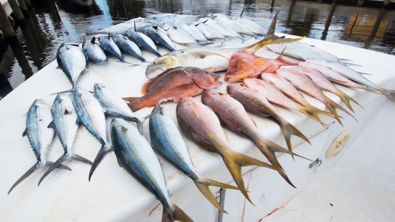 SPEARFISHING & FISHING until the COOLER is FULL || M57