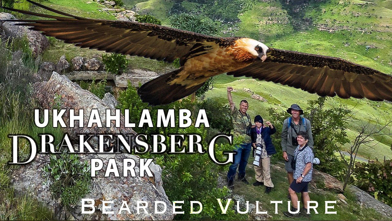 Bearded Vulture (Lammergeier) at Giants Castle Lammergeier bird hide, Ukhahlamba Drakensberg Park