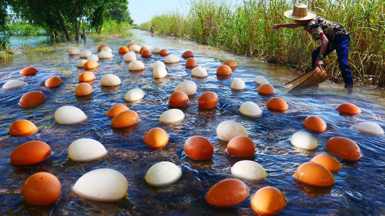 Primitive Fishing Skills - Using 1000 Eggs to Catch Giant Fish in Rich Field #catfish #fishing 