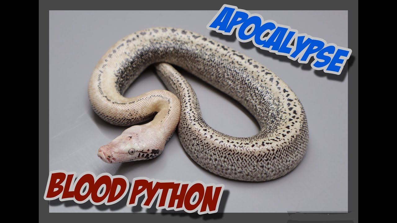 Turok x T- Albino 007 Blood Python Clutch Hatching!