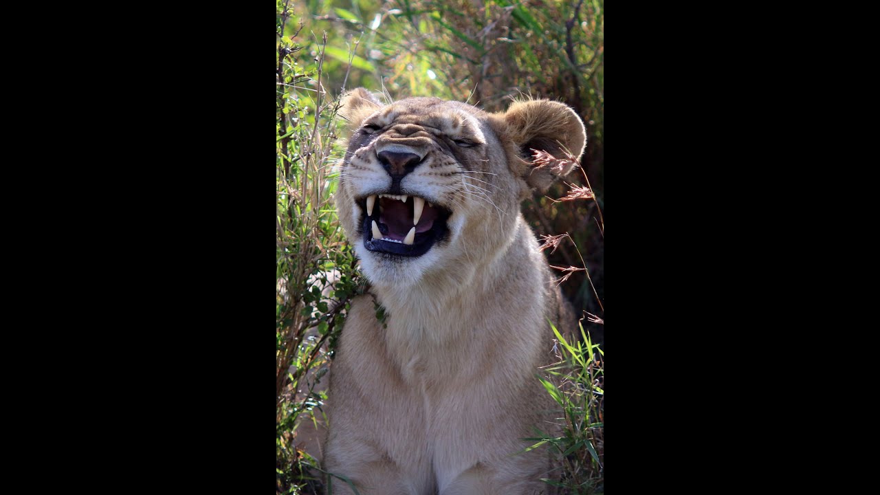 Masai Mara Governors' safari 1:   Love Cats (How long will it last)