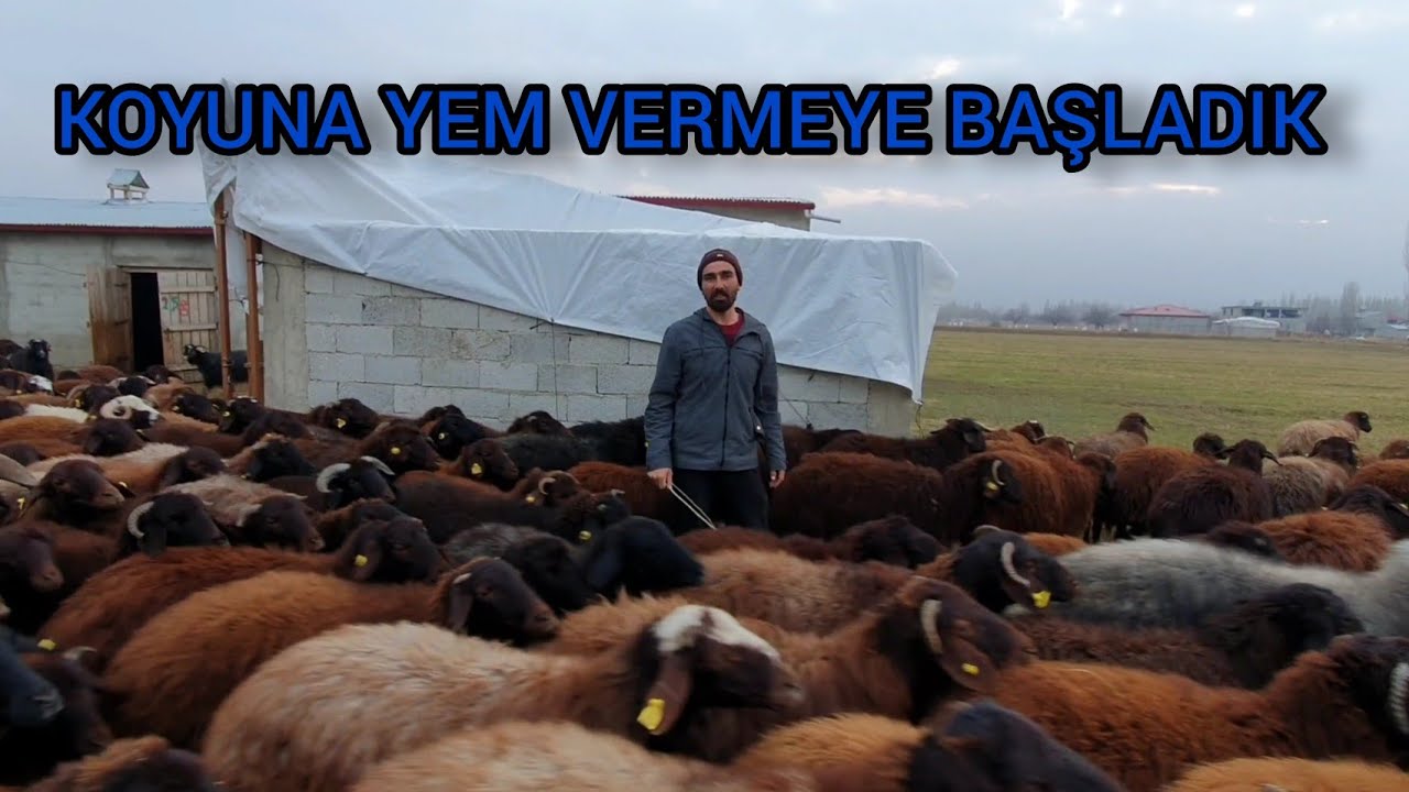 KOYUNLARIN İLK YEMLERİNİ VERDİK KOYUNLAR ARTIK İÇERİ GİRDİ